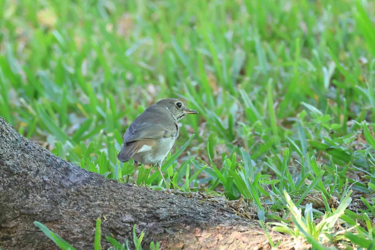 Hermit Thrush - ML645948240