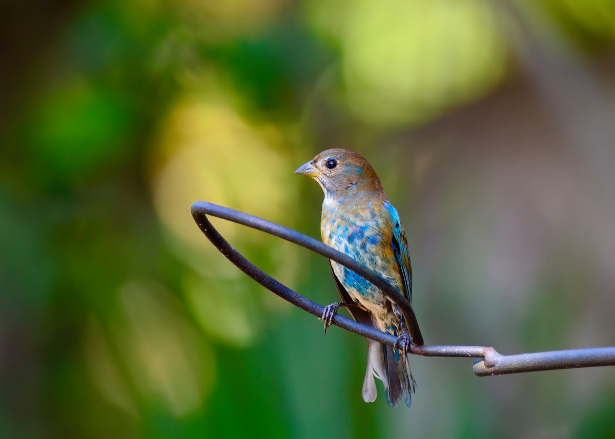 Indigo Bunting - ML645948242