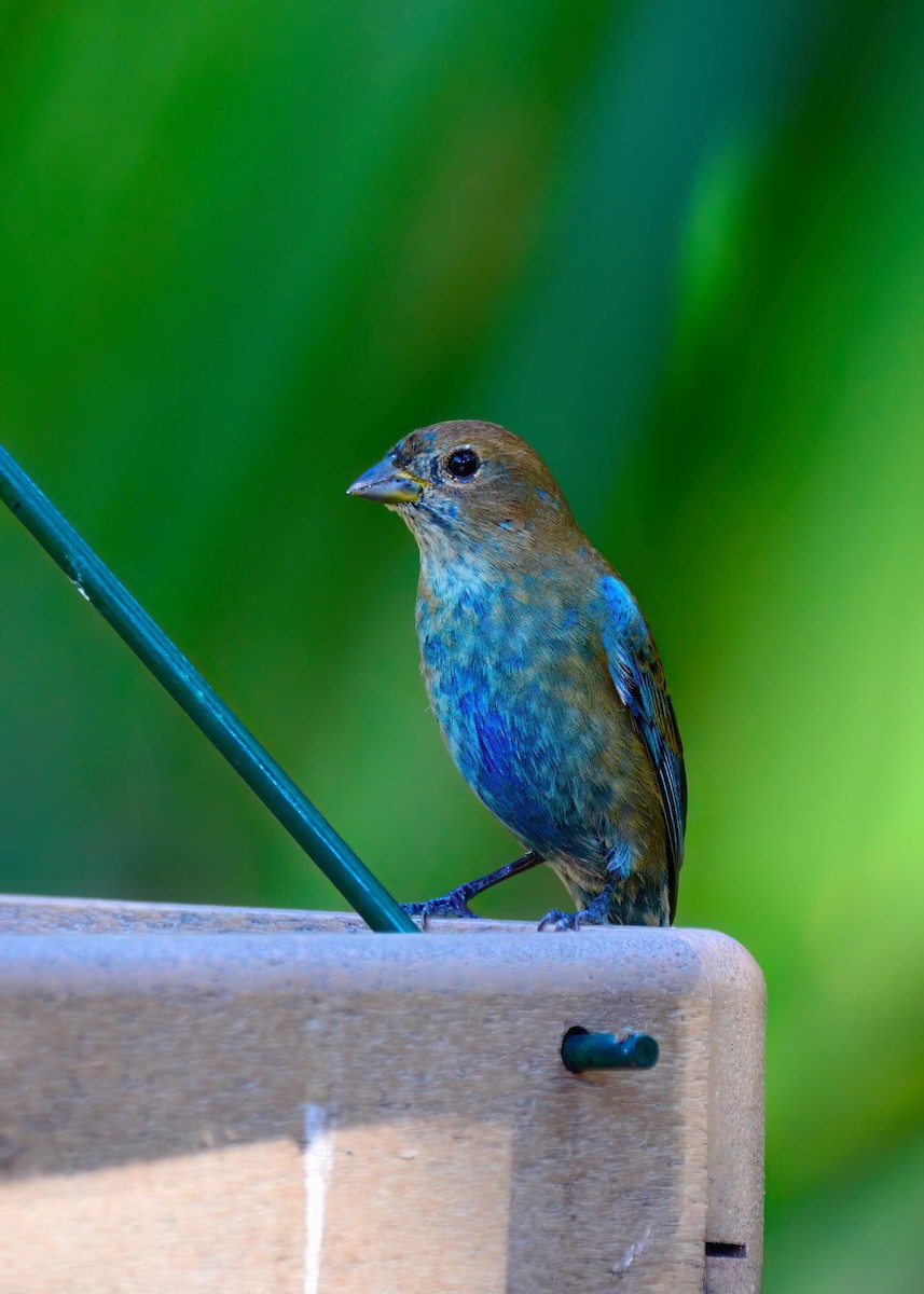 Indigo Bunting - ML645948243