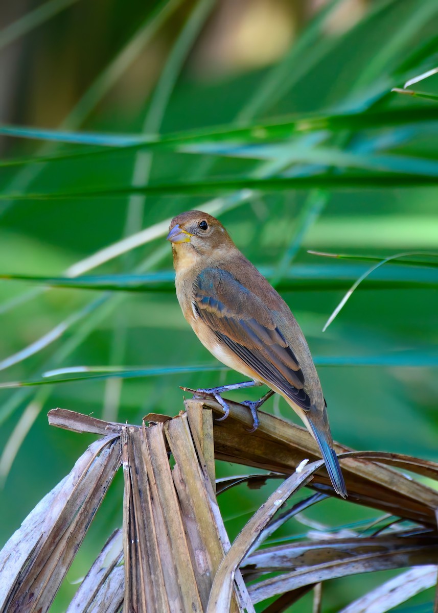 Indigo Bunting - ML645948244
