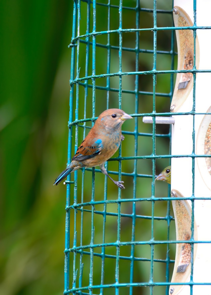 Indigo Bunting - ML645948245