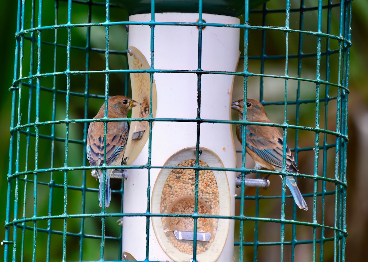 Indigo Bunting - ML645948246