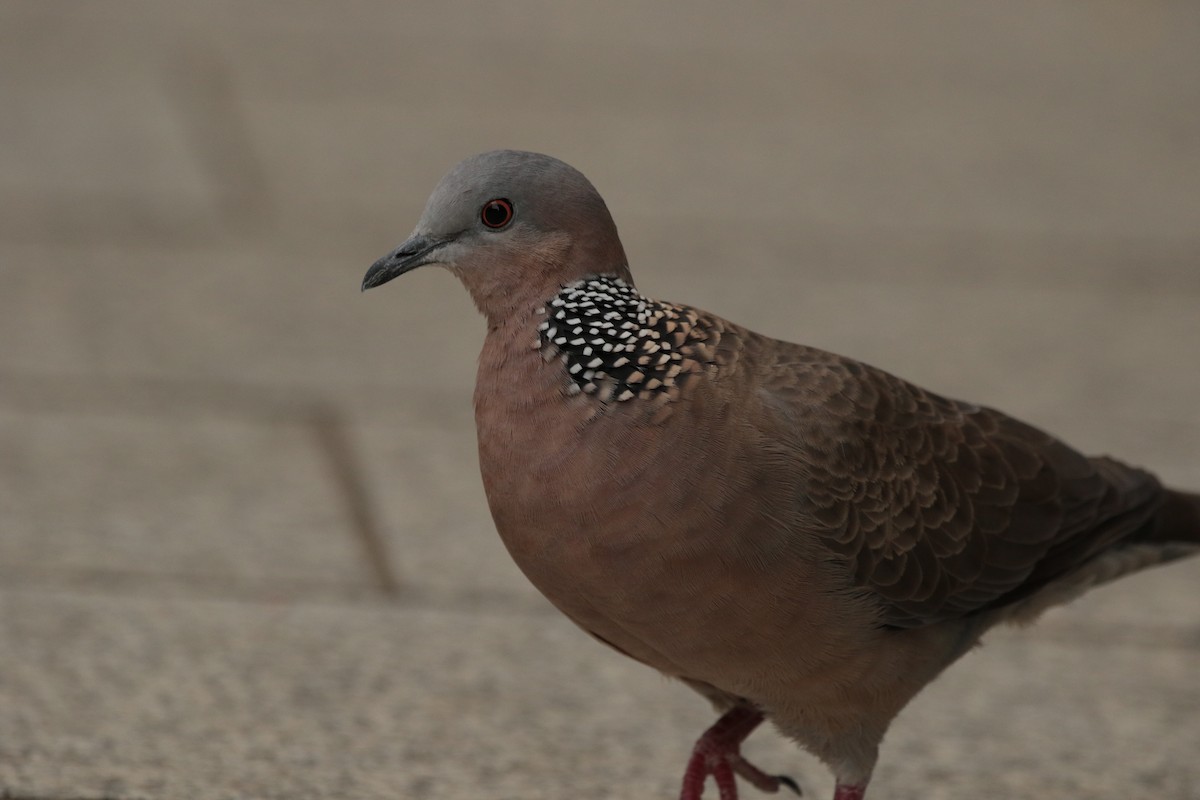 Spotted Dove - ML645948247