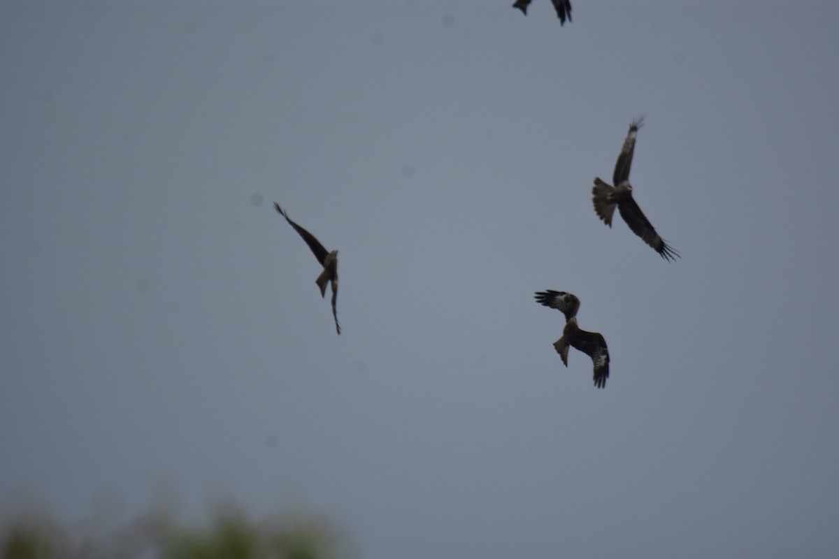 Miru beltza - ML645948255