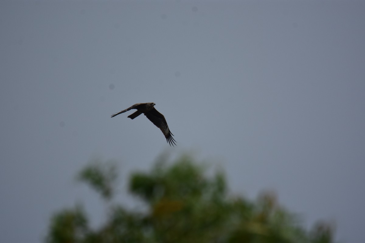 Miru beltza - ML645948256