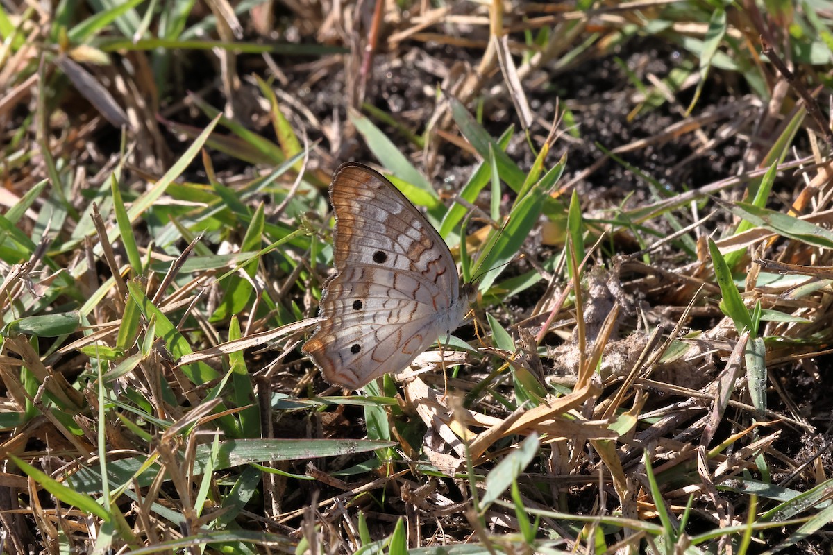 Animals - ML645948259