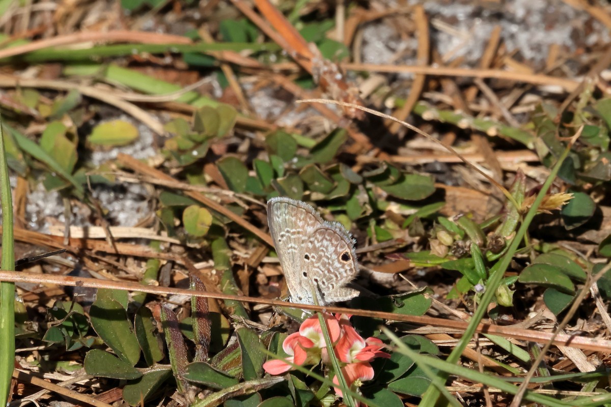 Animals - ML645948260