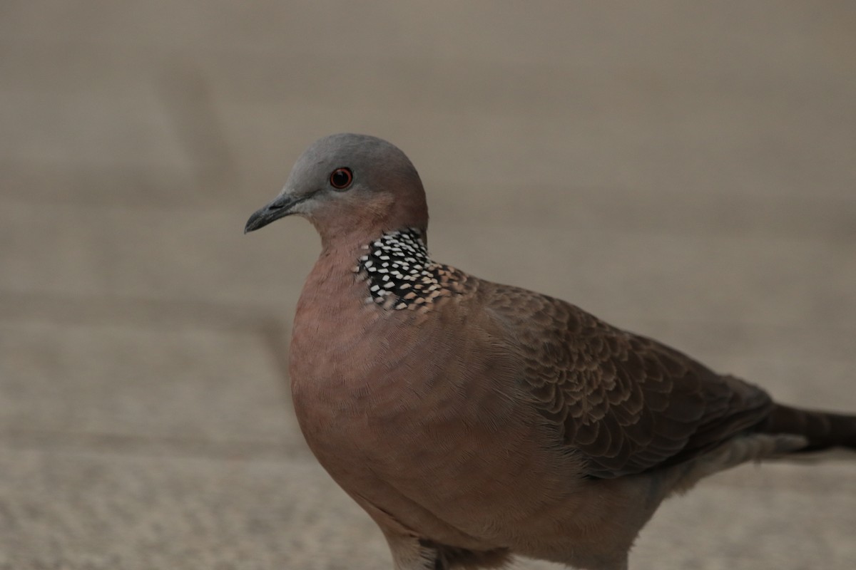 Spotted Dove - ML645948263