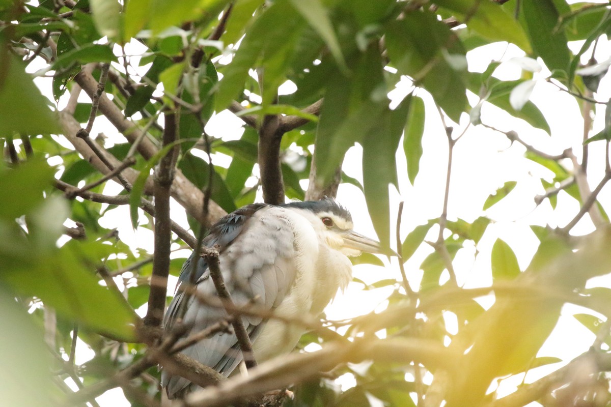 Black-crowned Night Heron - ML645948289