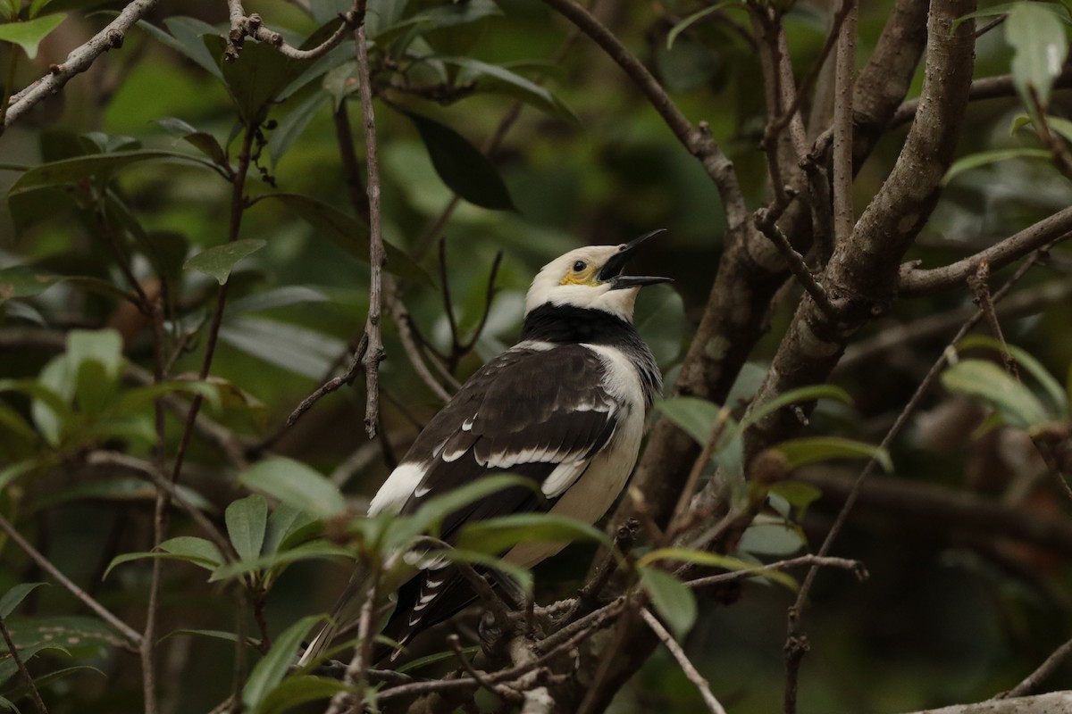 Black-collared Starling - ML645948303