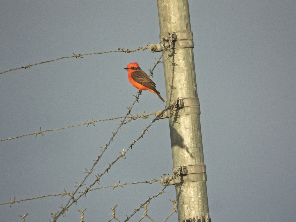 Vermilion Flycatcher - ML645948309