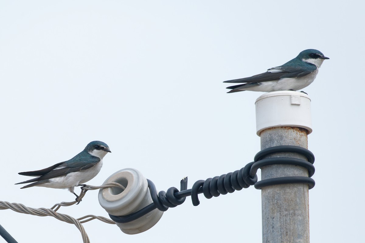 Mangrove Swallow - ML645948310