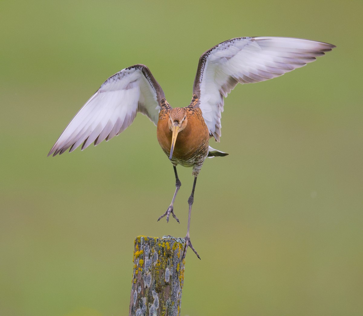 Black-tailed Godwit - ML645948311