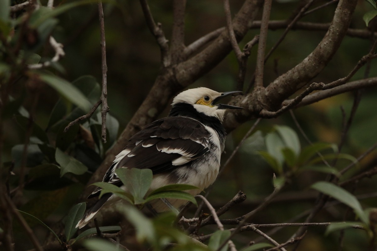 Black-collared Starling - ML645948312