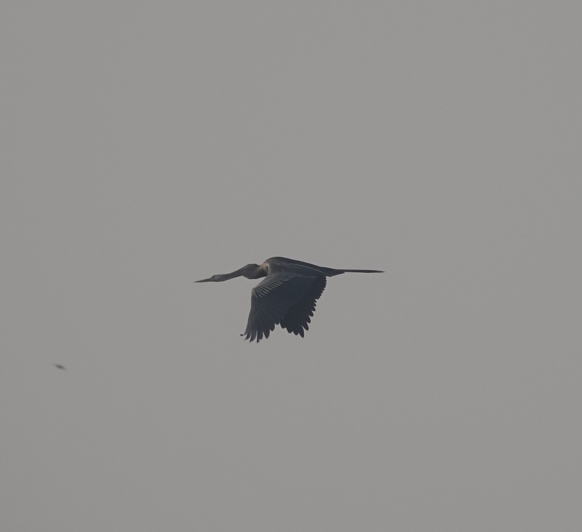 Oriental Darter - ML645948315
