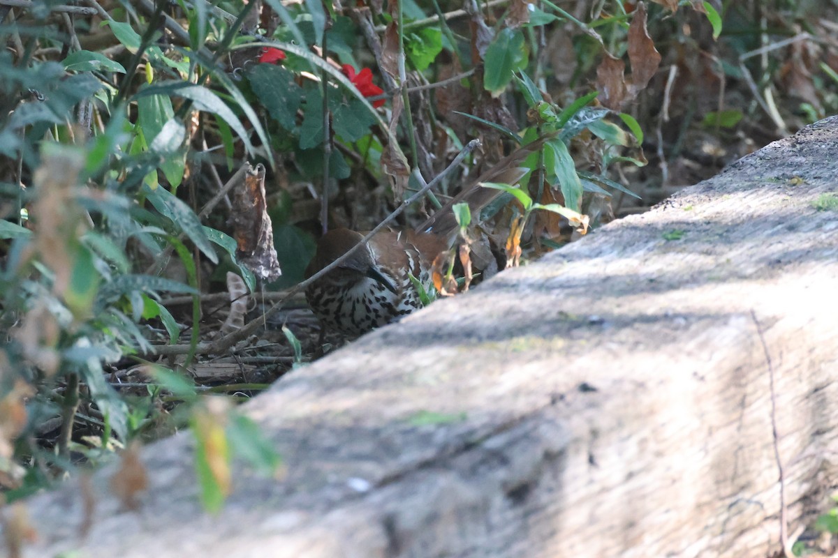 דשוש חום - ML645948329