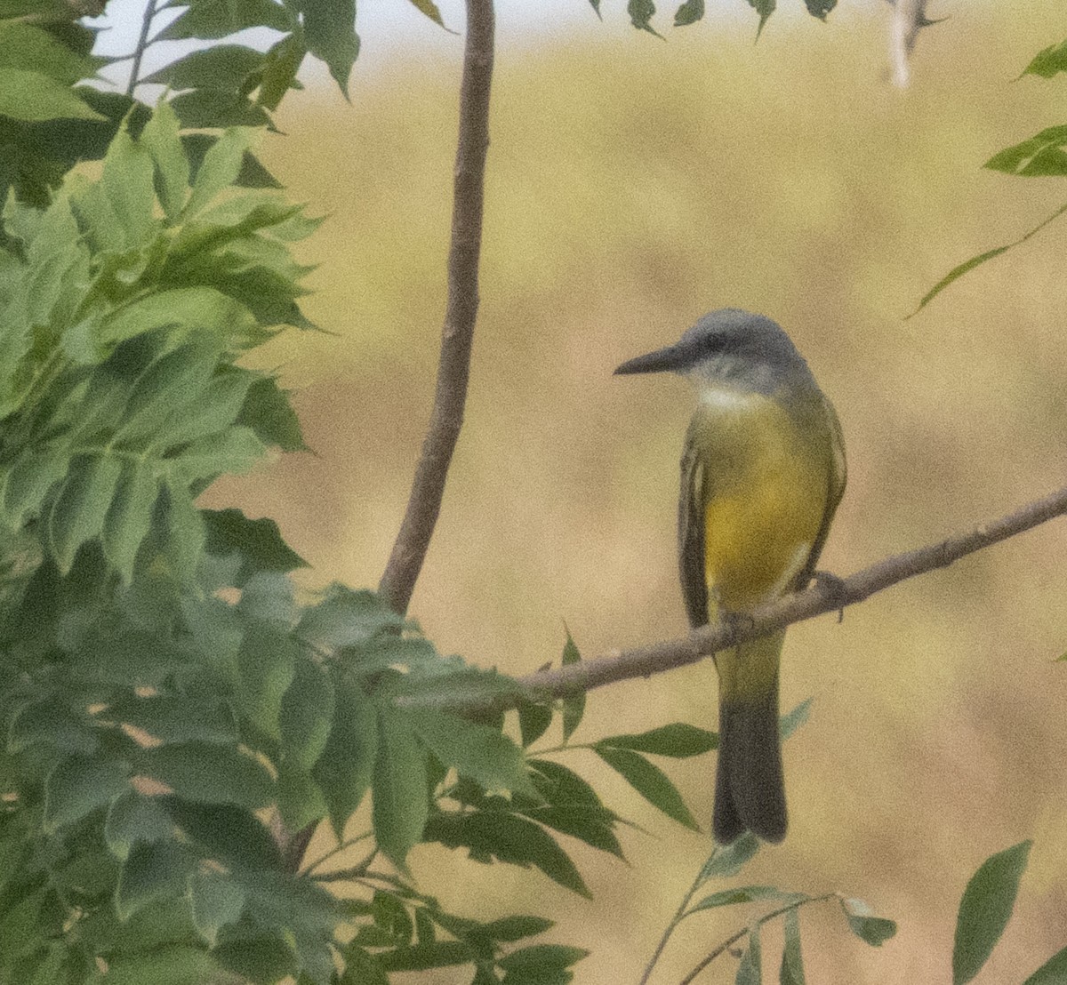 Tropical Kingbird - ML645948340