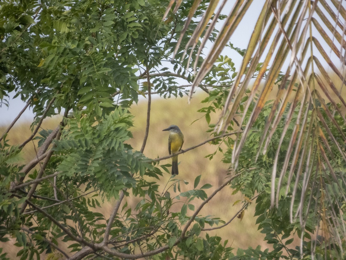 Tropical Kingbird - ML645948341
