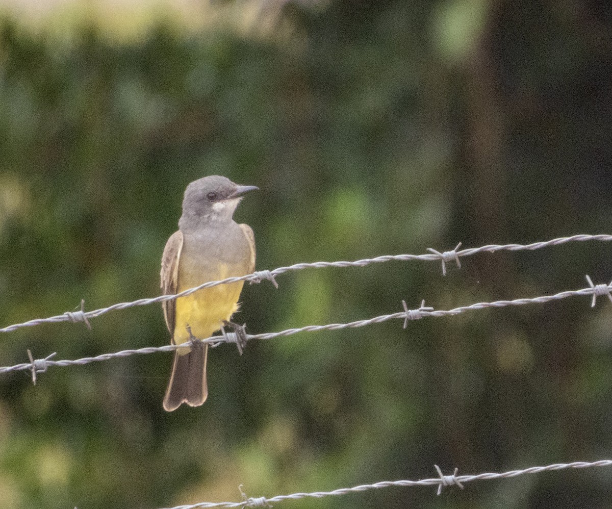 Cassin's Kingbird - ML645948352