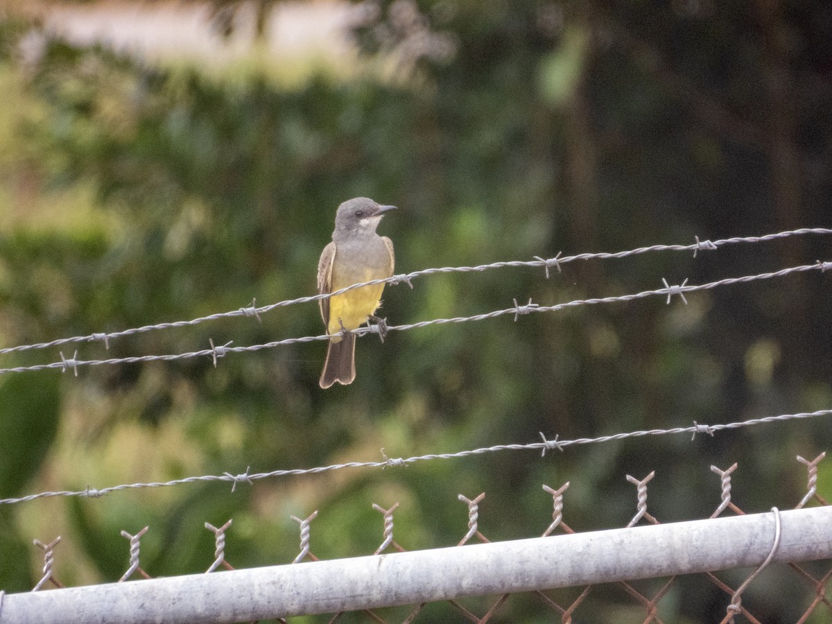 Cassin's Kingbird - ML645948355