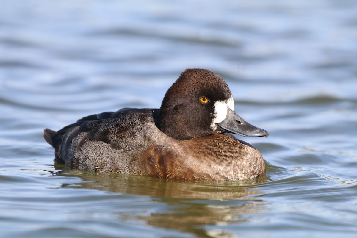 Lesser Scaup - ML645948361