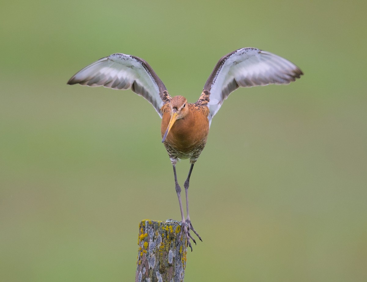 Black-tailed Godwit - ML645948362