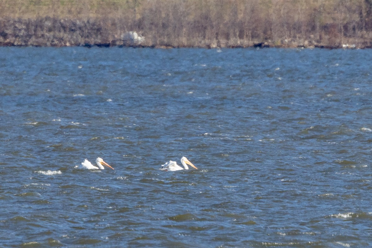 American White Pelican - ML645948363