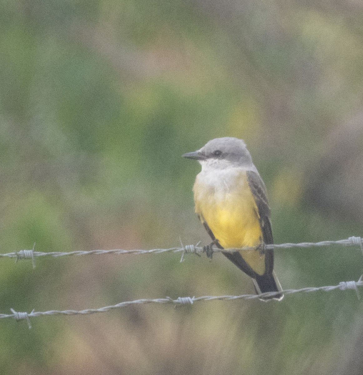 Western Kingbird - ML645948365
