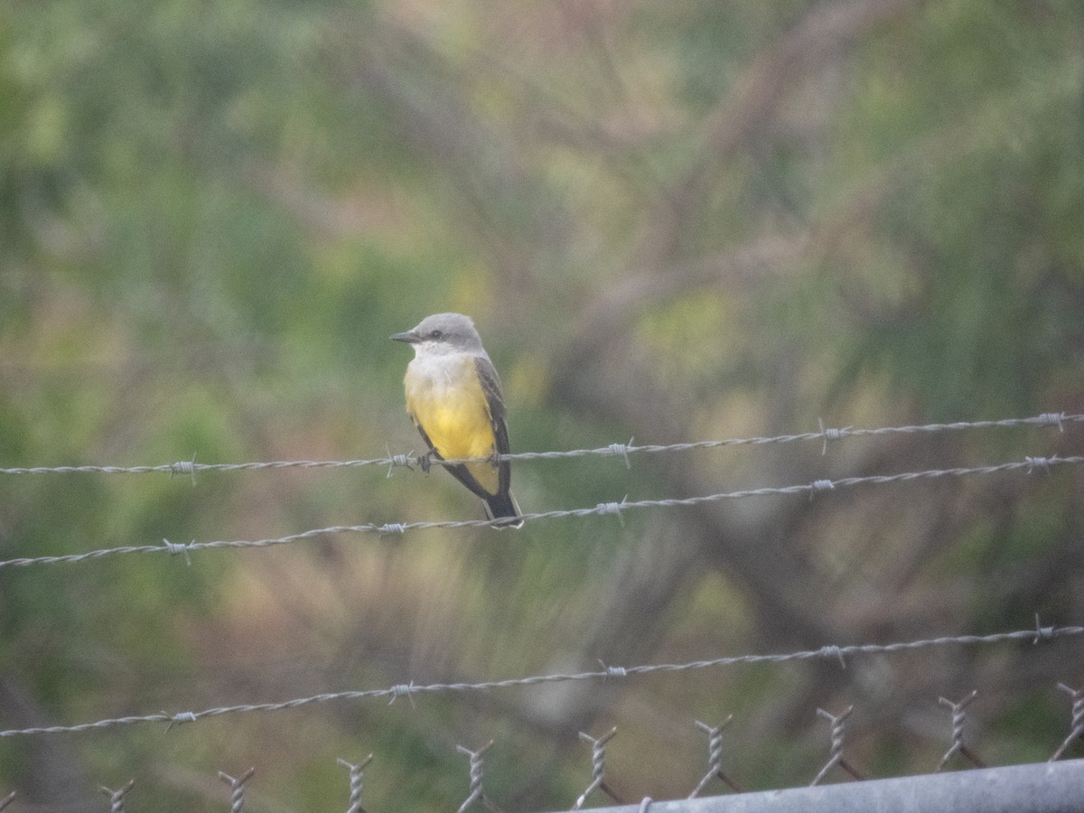 Western Kingbird - ML645948366