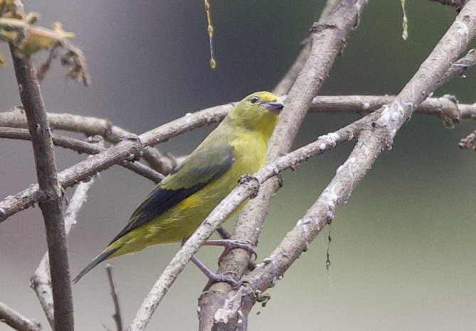 palmetanagar - ML645948367