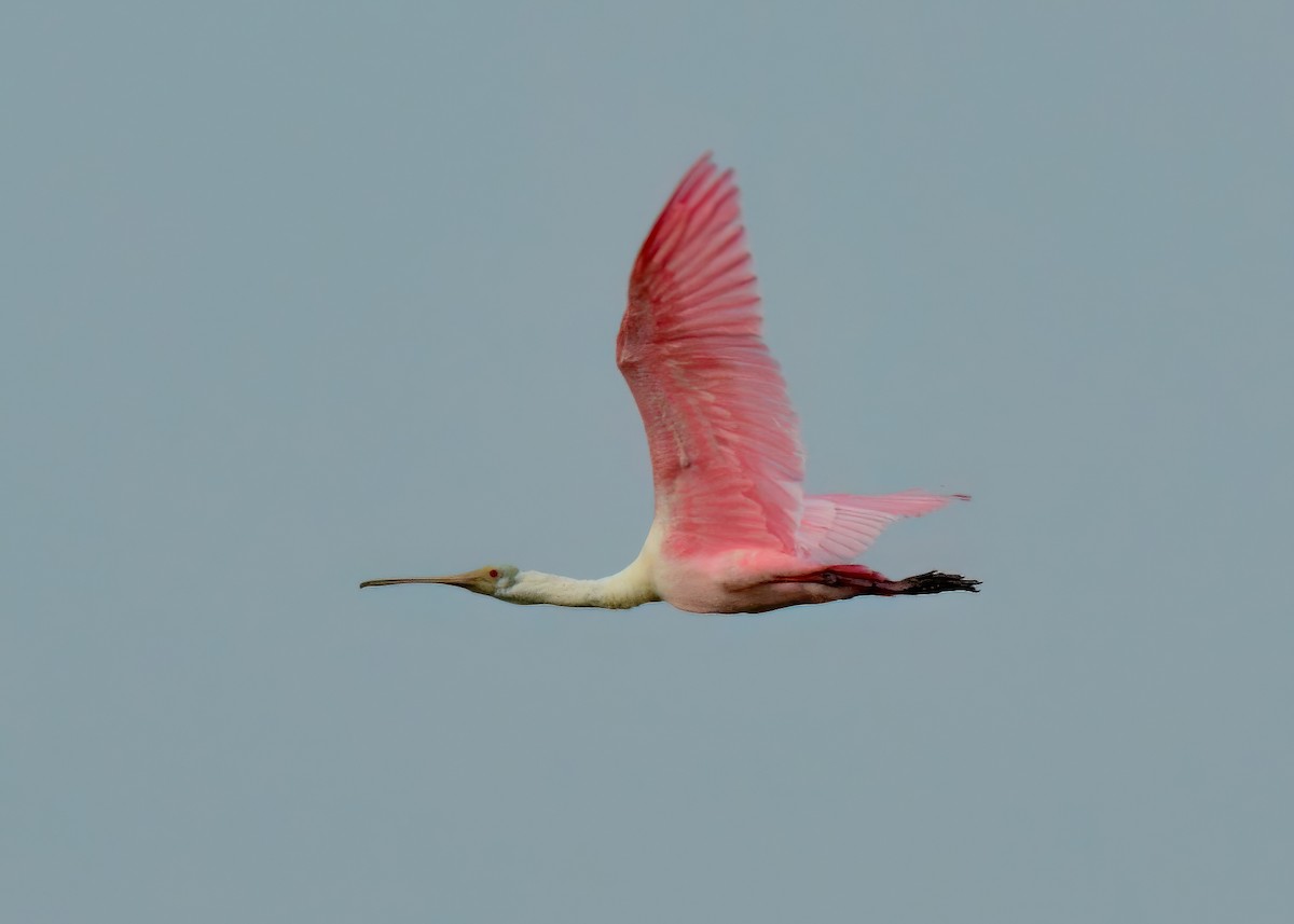 Espátula Rosada - ML645948390