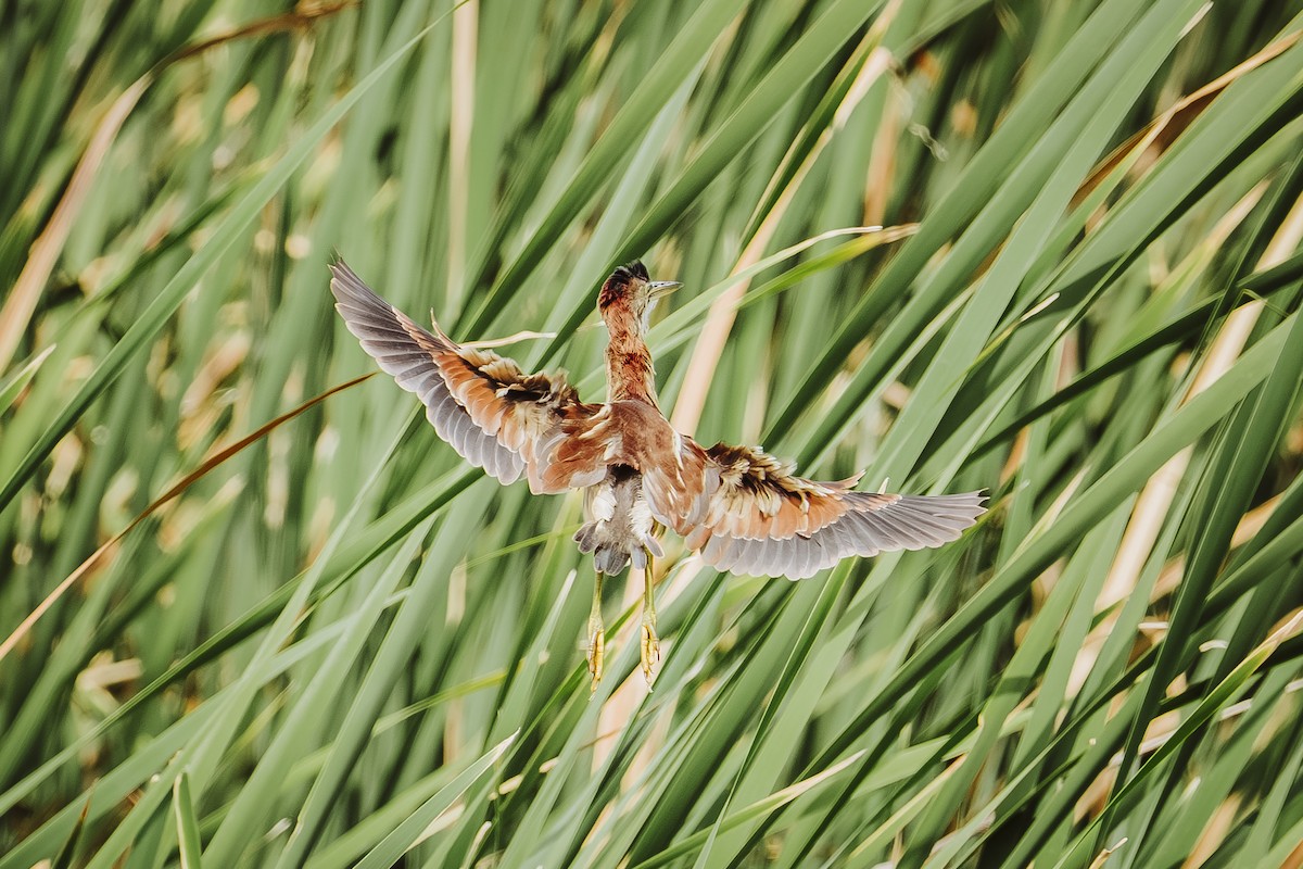 コヨシゴイ - ML645948391