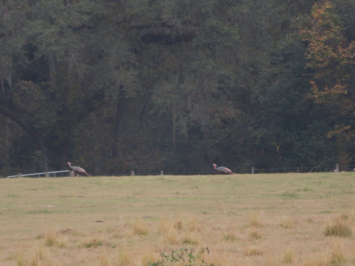 Wild Turkey - ML645948404