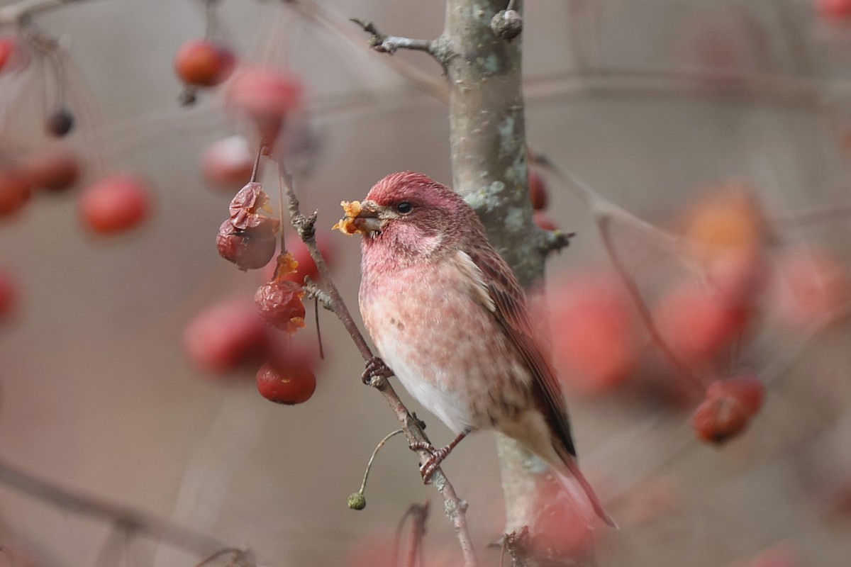 Purple Finch - ML645948406
