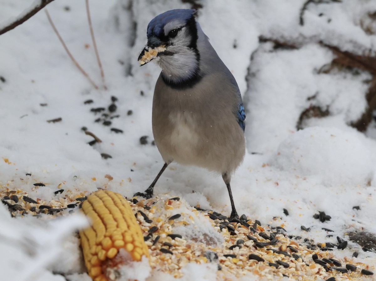 Blue Jay - ML645948407