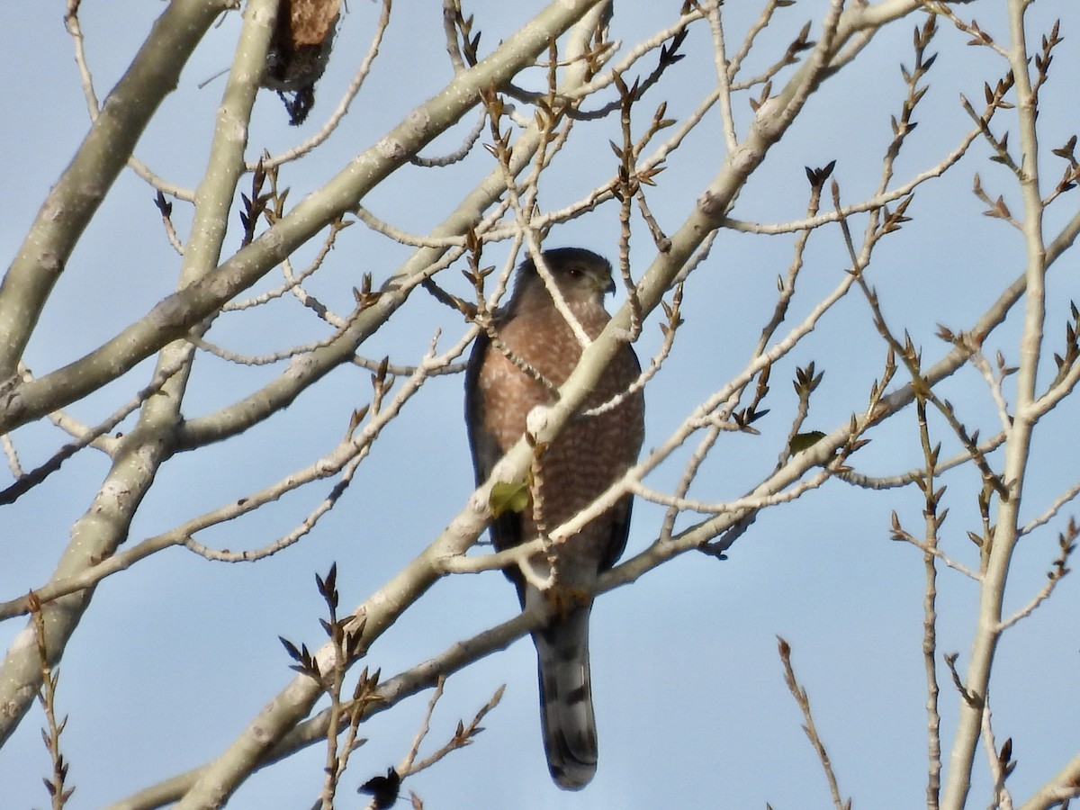 Cooper's Hawk - ML645948414