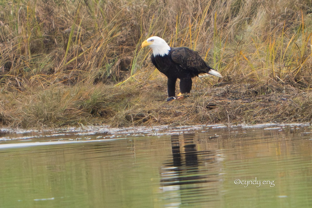 Bald Eagle - ML645948415