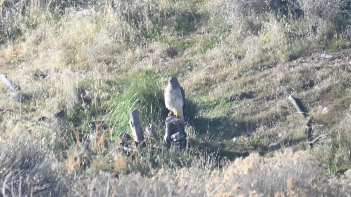 Northern Harrier - ML645948416