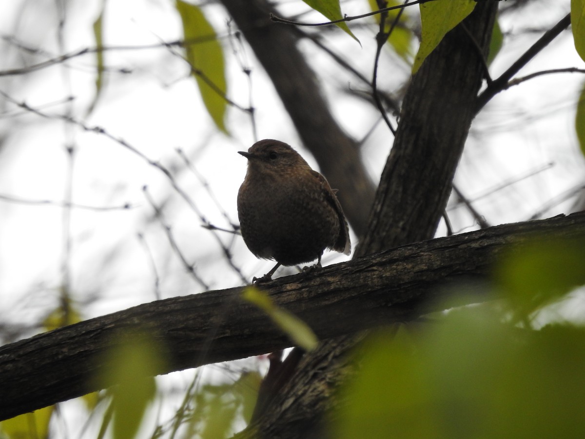 Winter Wren - ML645948417
