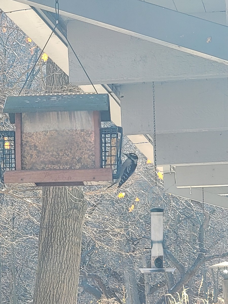 Downy Woodpecker - ML645948418