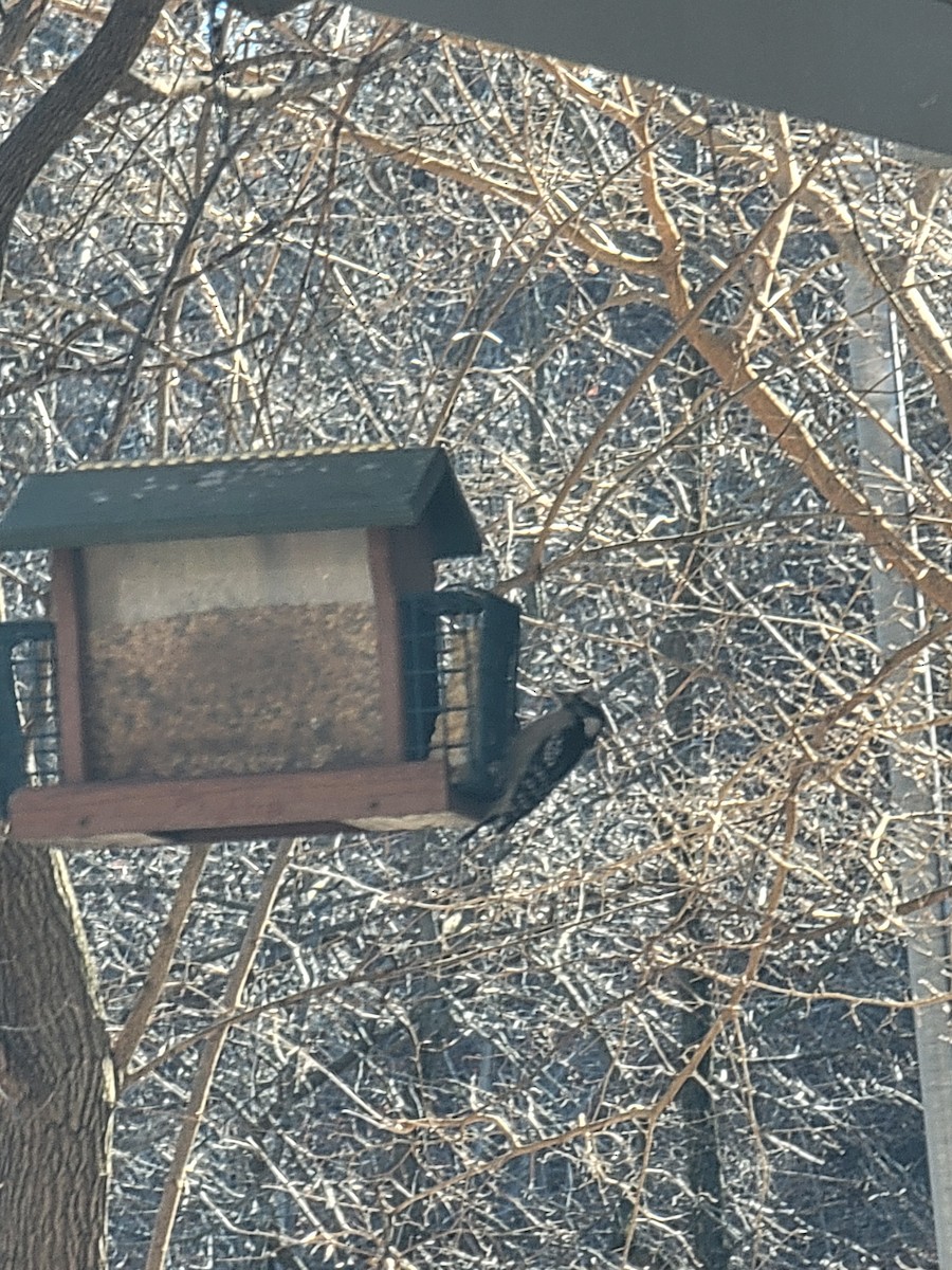 Downy Woodpecker - ML645948419