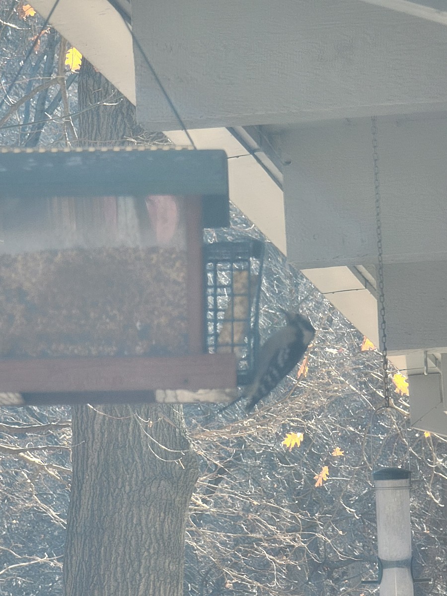 Downy Woodpecker - ML645948420