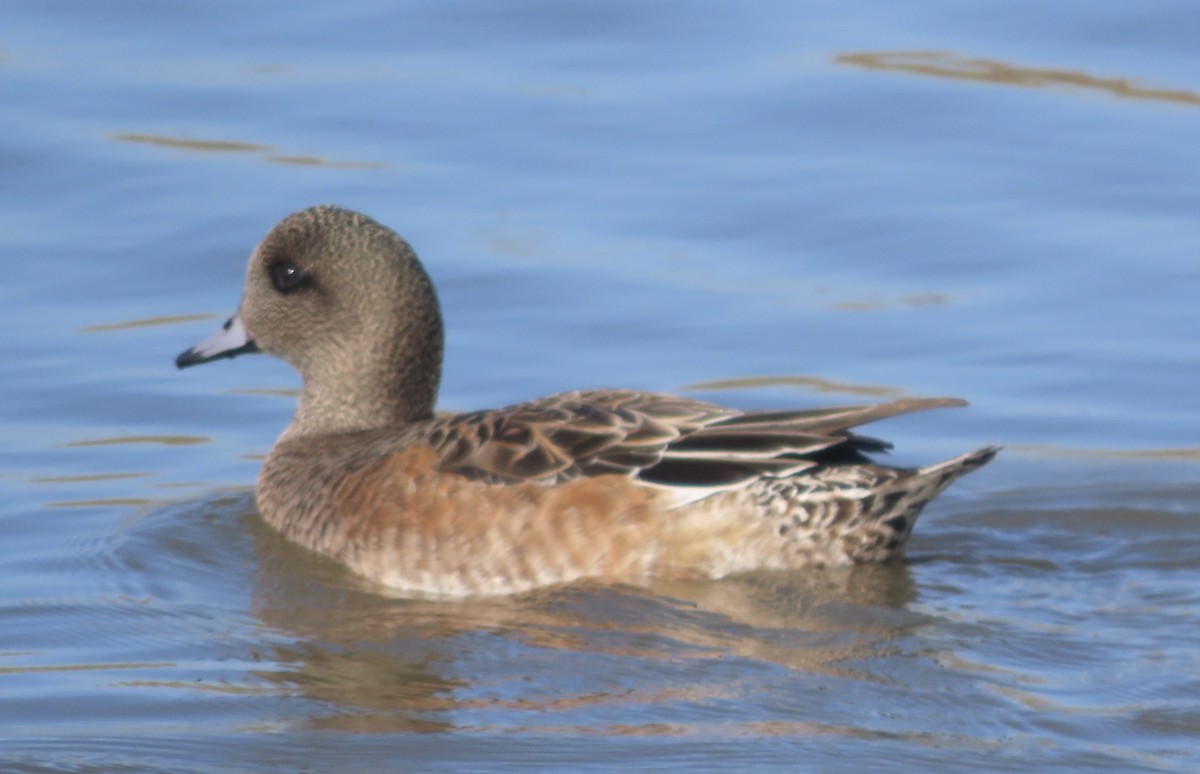 葡萄胸鴨 - ML645948421