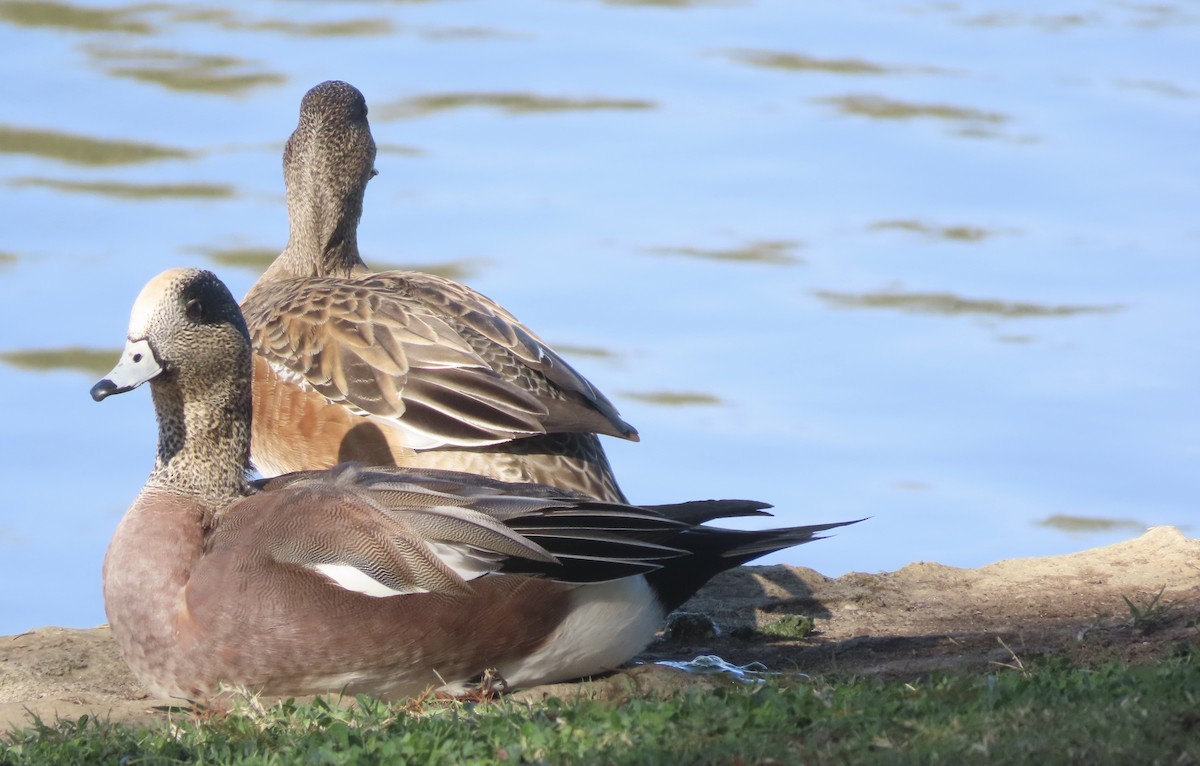葡萄胸鴨 - ML645948422