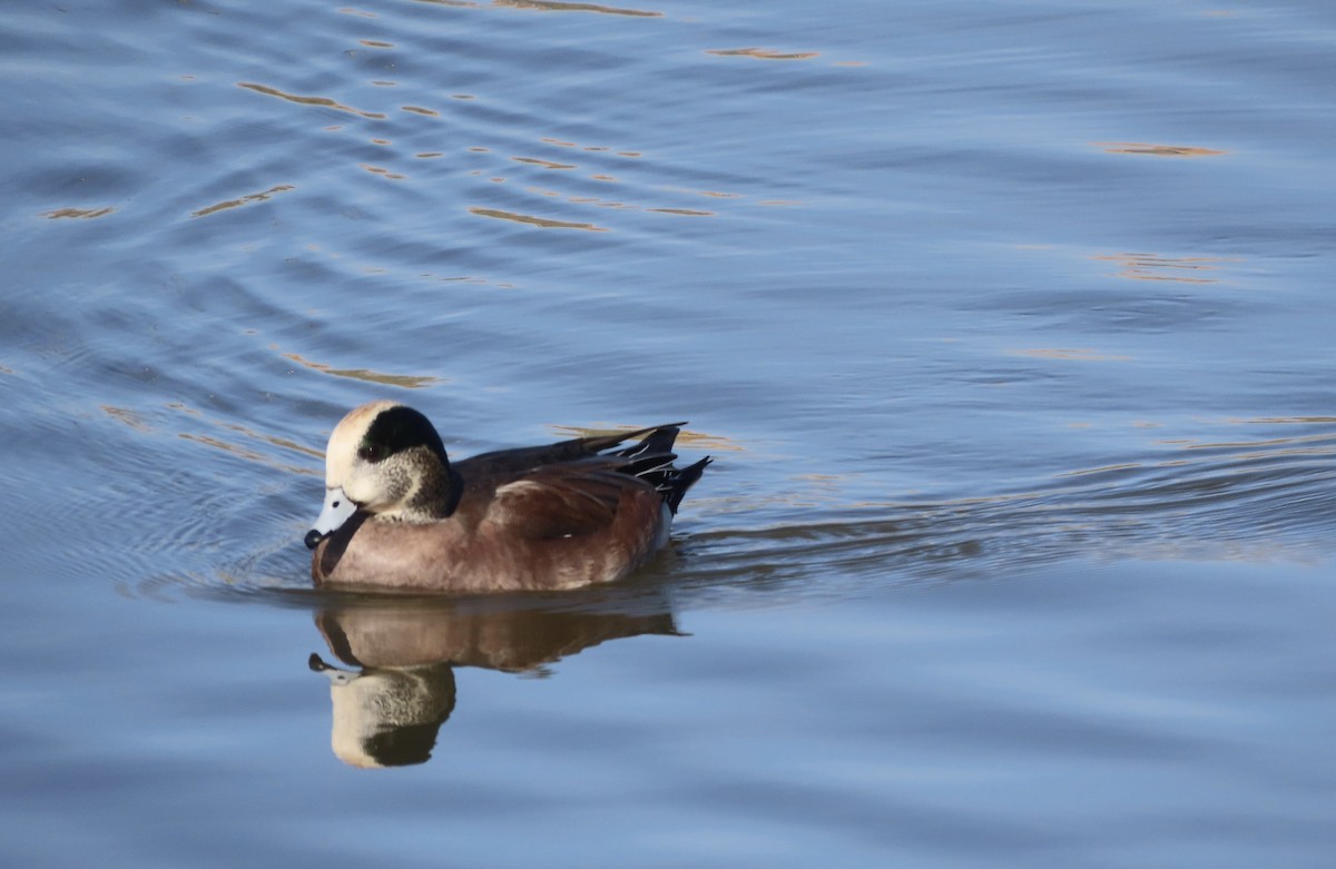 葡萄胸鴨 - ML645948423