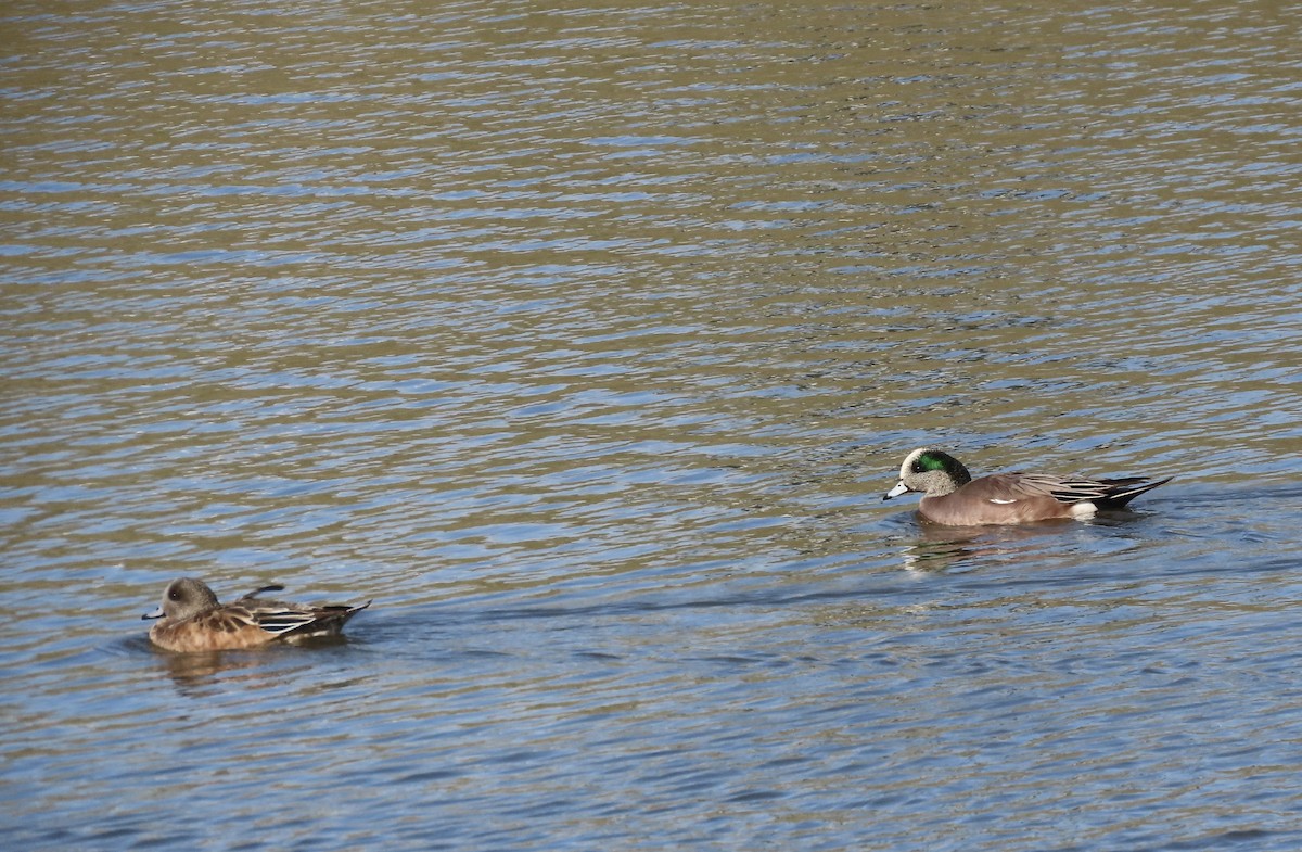 葡萄胸鴨 - ML645948424