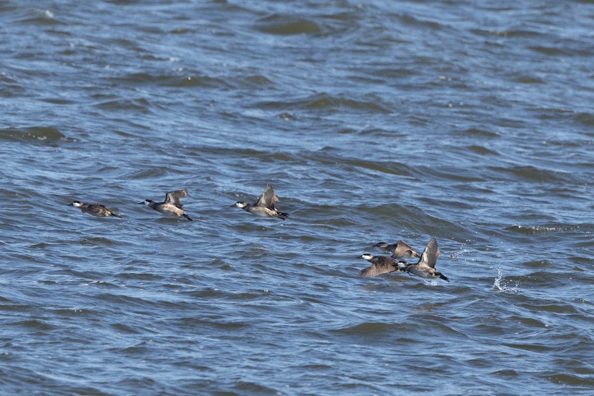 Ruddy Duck - ML645948425