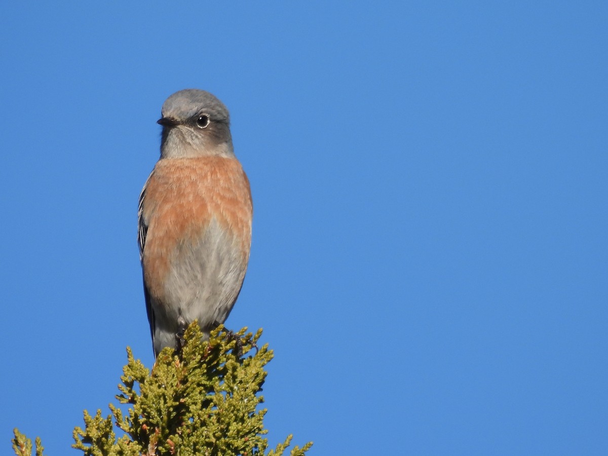 Western Bluebird - ML645948426