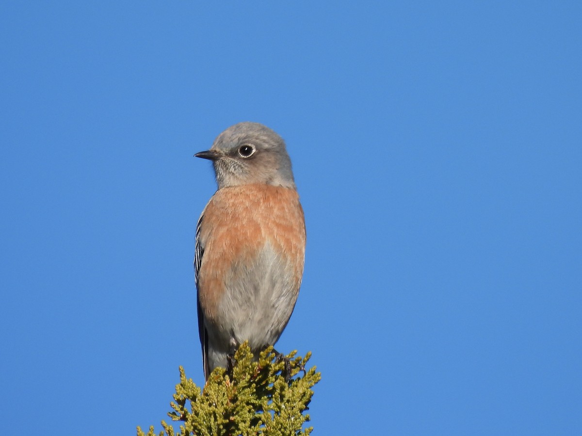 Western Bluebird - ML645948427