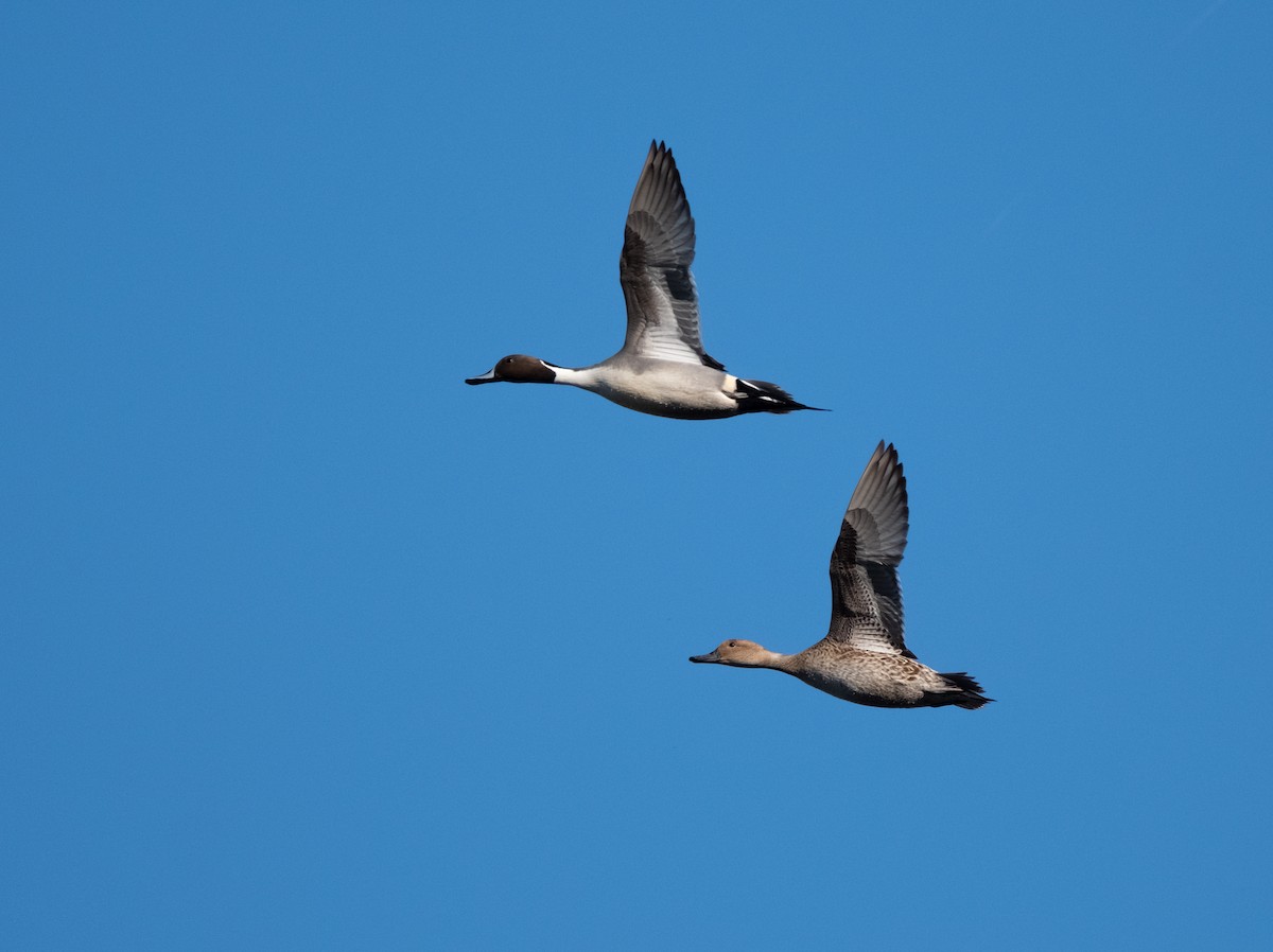 尖尾鴨 - ML645948428